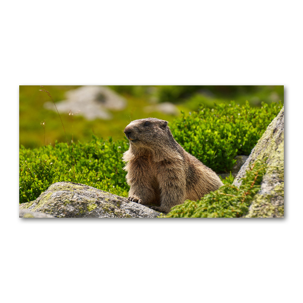 Foto plexiglas Tatra-marmot