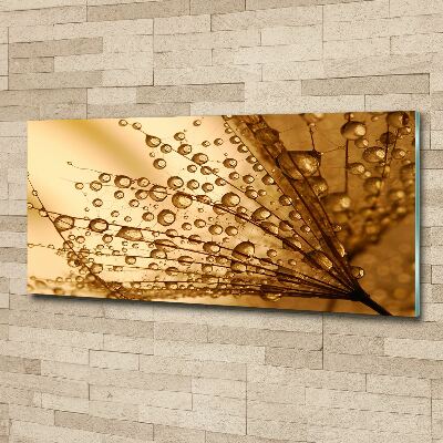 Foto obraz szkło akryl Nasiona dmuchawca