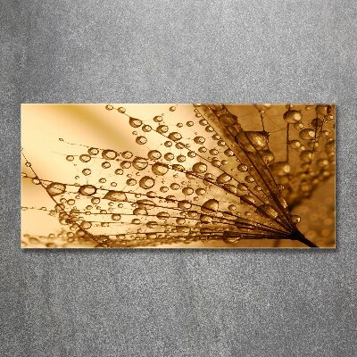 Foto obraz szkło akryl Nasiona dmuchawca