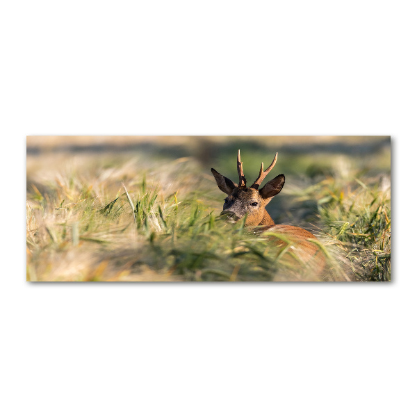 Foto in plexiglas Herten in het veld