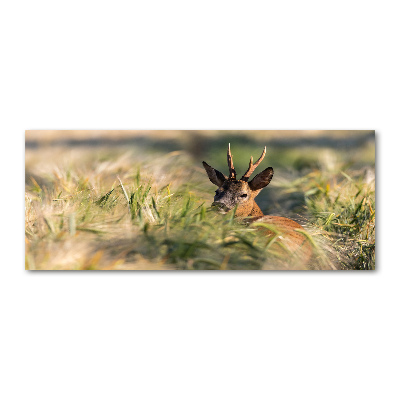 Foto in plexiglas Herten in het veld