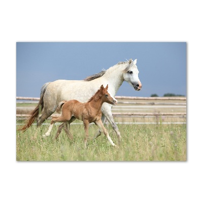 Schilderij op acrylglas Merrie met veulen