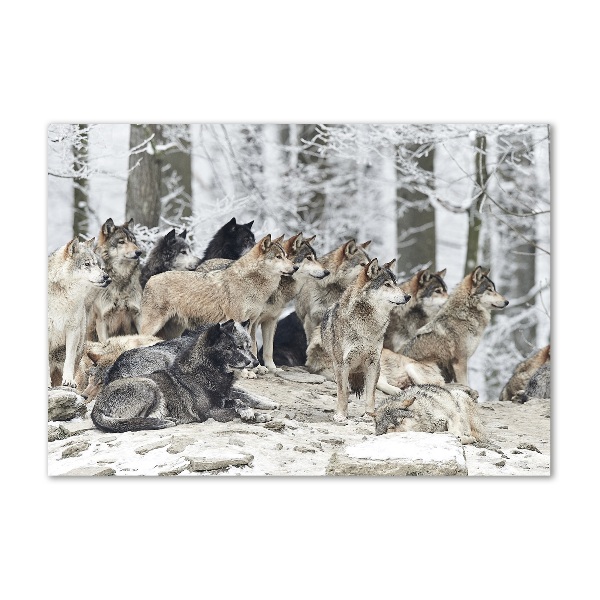 Foto op plexiglas Wolven in de winter
