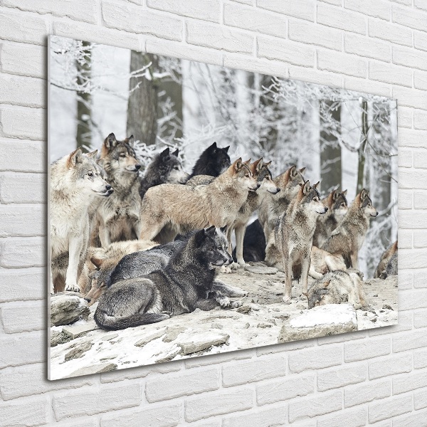 Foto op plexiglas Wolven in de winter