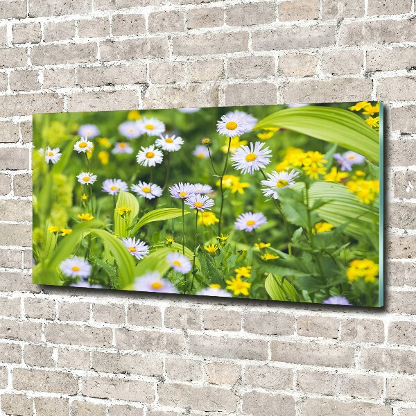 Schilderij op acrylglas Madeliefjes