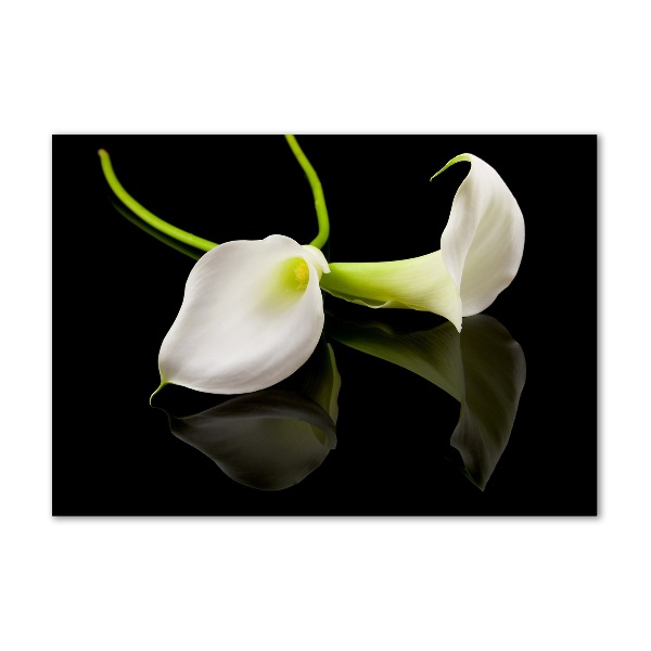 Foto op plexiglas Calla