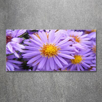Plexiglas foto Asters