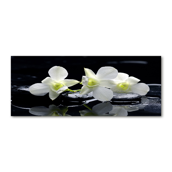 Obraz zdjęcie na ścianę akryl Orchidea