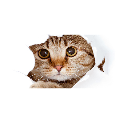 Foto op plexiglas Kat