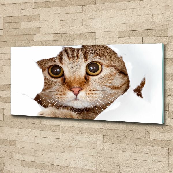 Foto op plexiglas Kat