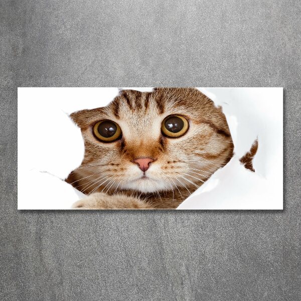 Foto op plexiglas Kat