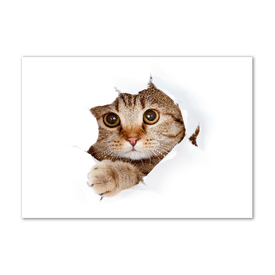 Foto op plexiglas Kat