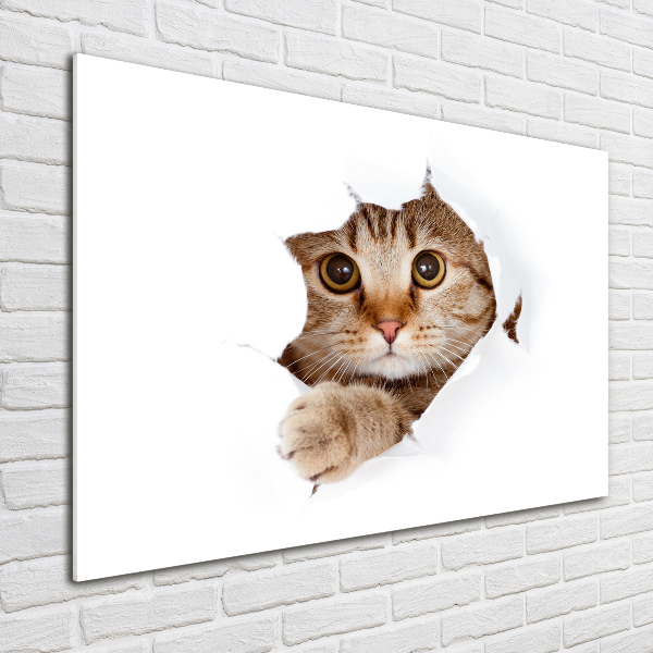 Foto op plexiglas Kat