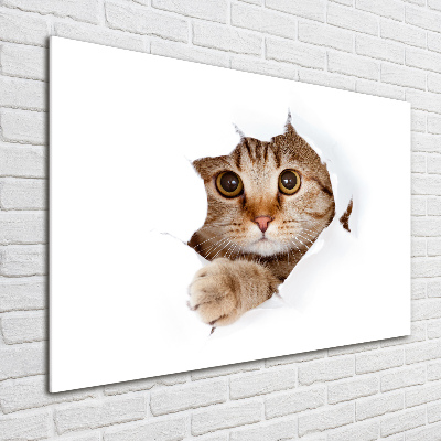 Foto op plexiglas Kat