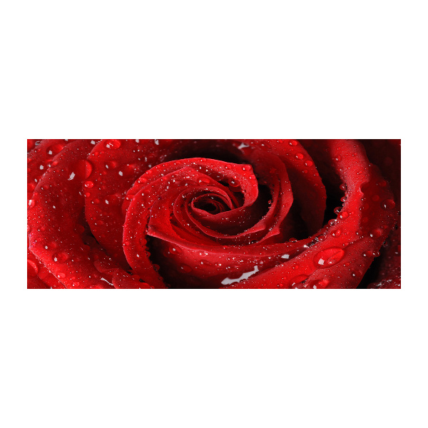 Plexiglas foto Druppels op een roos