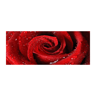 Plexiglas foto Druppels op een roos