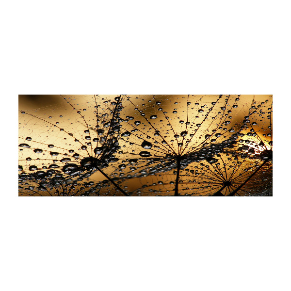 Foto plexiglas Paardenbloemzaden