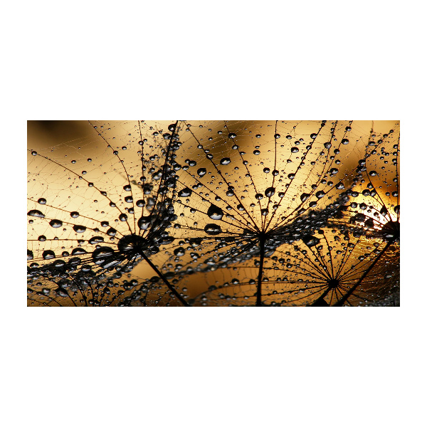 Foto plexiglas Paardenbloemzaden