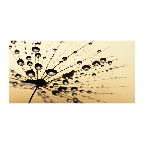 Foto obraz szkło akryl Nasiono dmuchawca