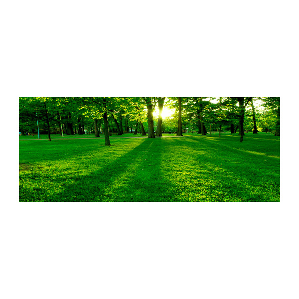 Foto plexiglas Gras in het park