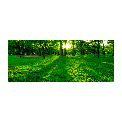 Foto plexiglas Gras in het park