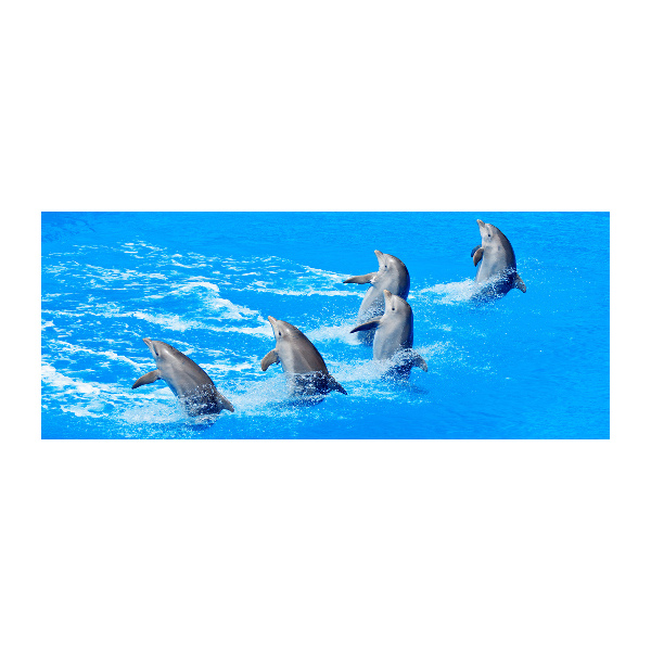 Schilderij op acrylglas Dolfijnen