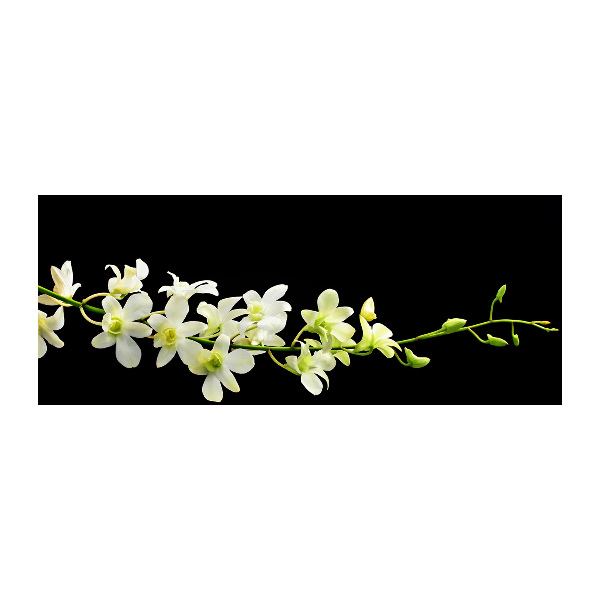 Plexiglas schilderij Orchidee
