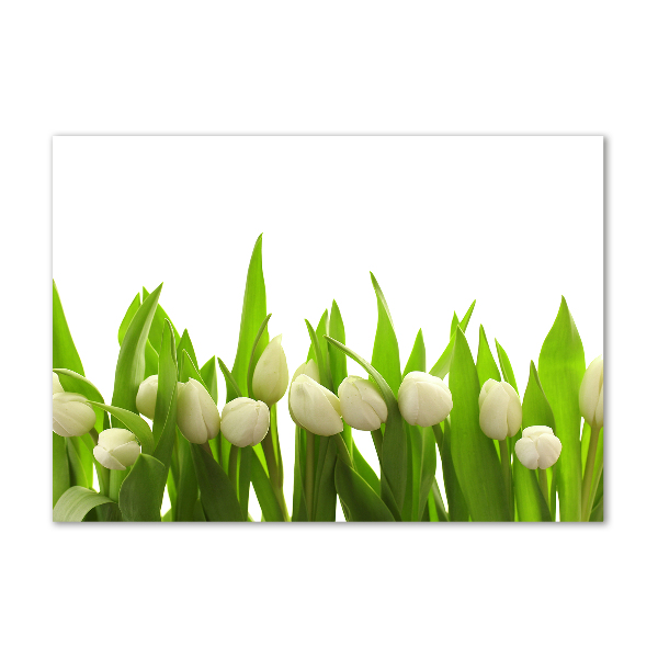 Foto op plexiglas Witte tulpen