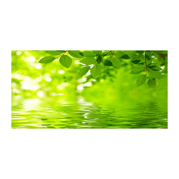 Foto plexiglas Groene bladeren