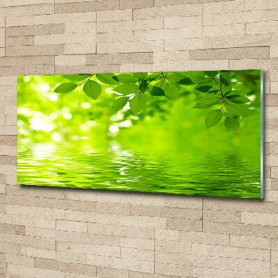 Foto plexiglas Groene bladeren