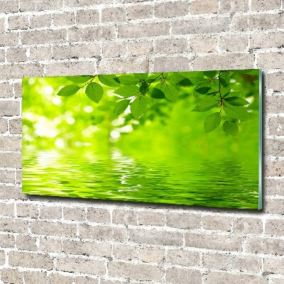 Foto plexiglas Groene bladeren