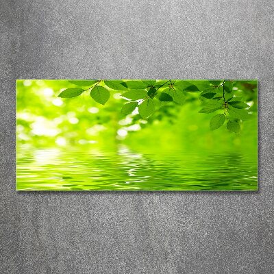 Foto plexiglas Groene bladeren