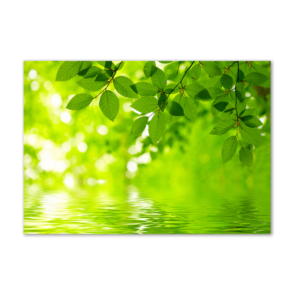 Foto plexiglas Groene bladeren
