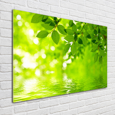 Foto plexiglas Groene bladeren