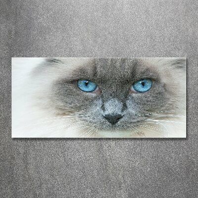 Plexiglas schilderij Blauwogige kat