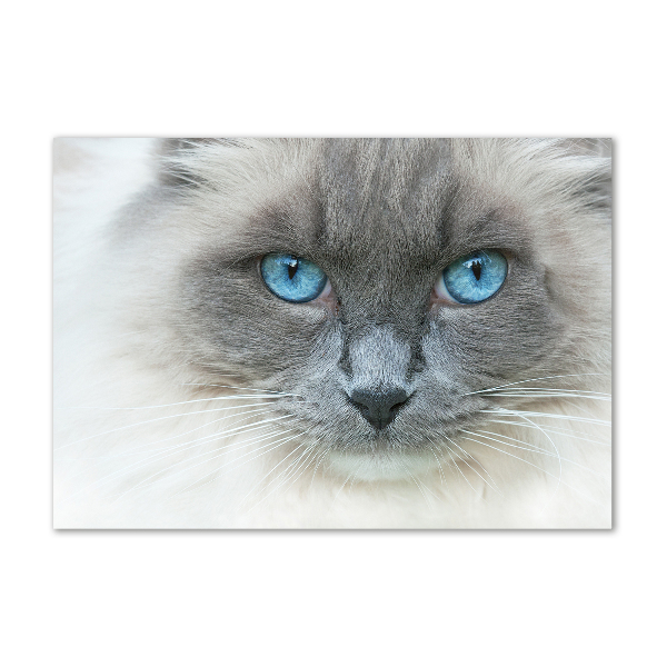 Plexiglas schilderij Blauwogige kat