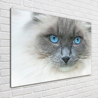 Plexiglas schilderij Blauwogige kat