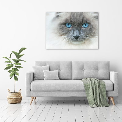 Plexiglas schilderij Blauwogige kat