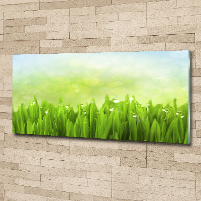 Obraz zdjęcie na scianę pleksi Trawa