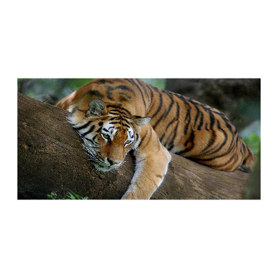 Foto obraz szkło akryl Tygrys na drzewie