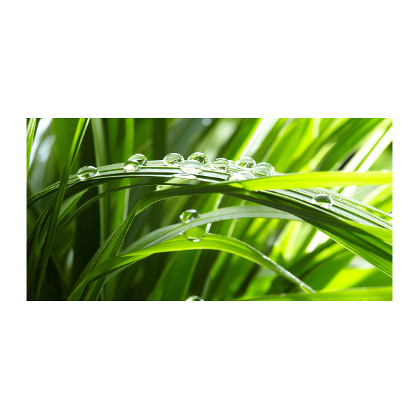 Foto in plexiglas Druppels op het gras