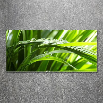 Foto in plexiglas Druppels op het gras
