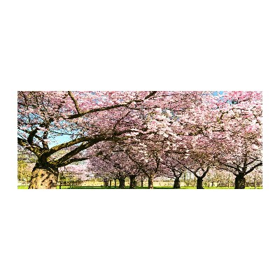 Foto op plexiglas Kersenbomen