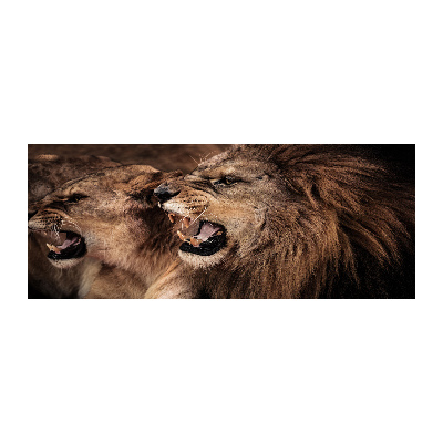 Foto obraz szkło akryl Ryczące lwy