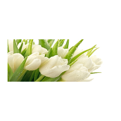 Obraz zdjęcie szkło akryl Białe tulipany