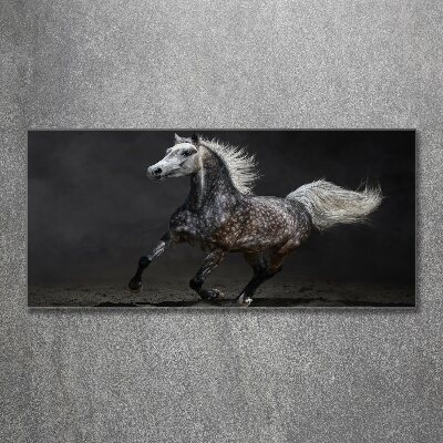 Foto plexiglas Grijze Arabische paard