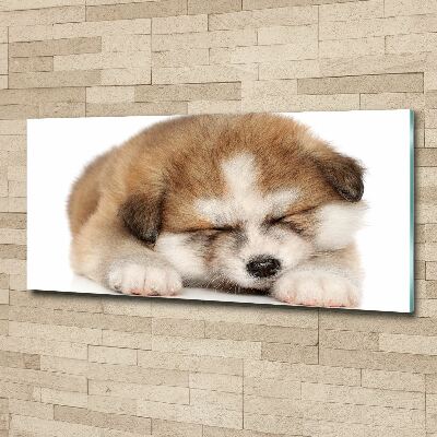 Foto in plexiglas Akita-puppy