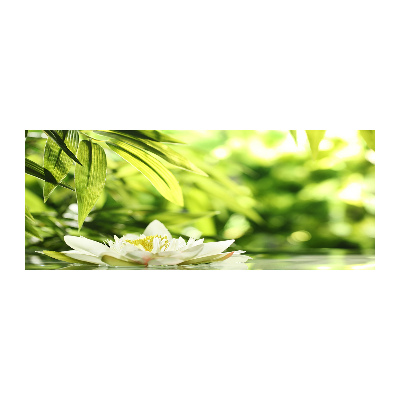 Foto plexiglas Waterlelie