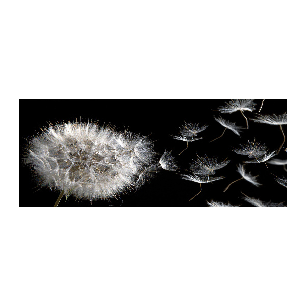 Obraz zdjęcie na ścianę akryl Dmuchawiec