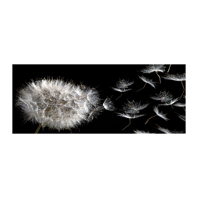 Obraz zdjęcie na ścianę akryl Dmuchawiec